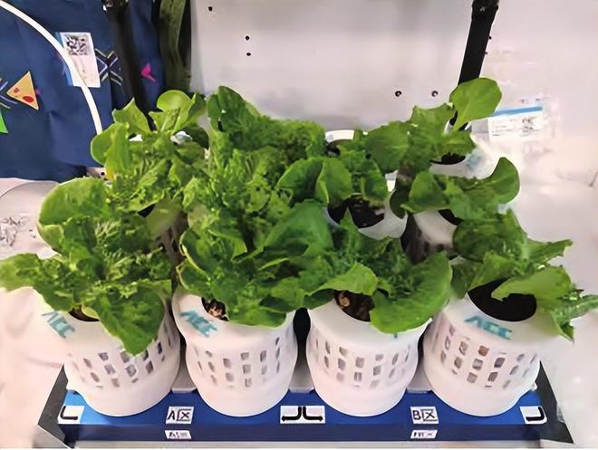 宫：太空餐桌20年的中国功夫PG电子麻将胡了舌尖上的天(图13)